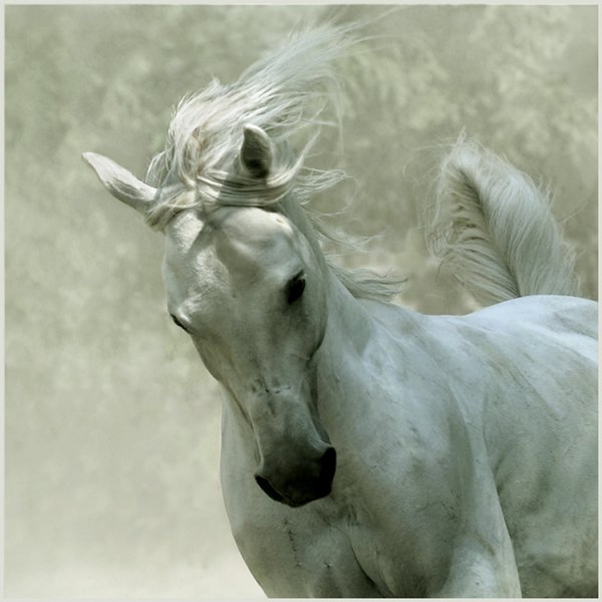 caballo blanco melena