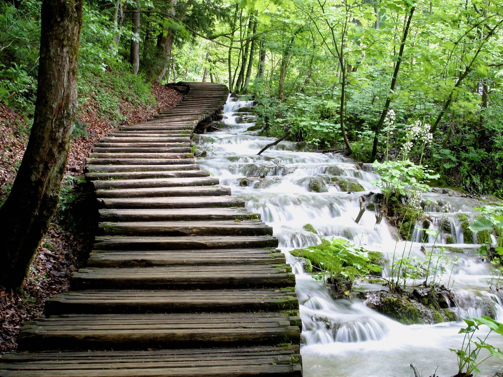 acqua flusso cascata sentiero legno verde