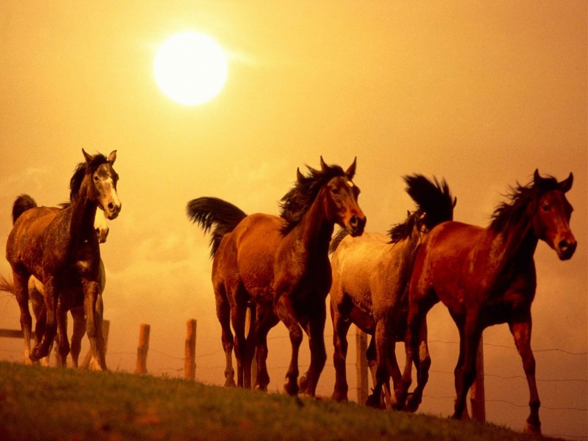 running horse sunset