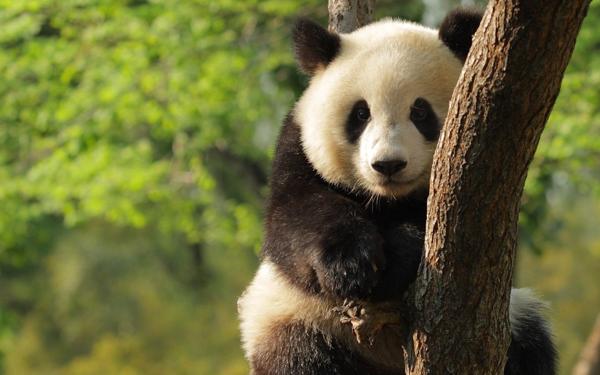 teddy bear panda tree