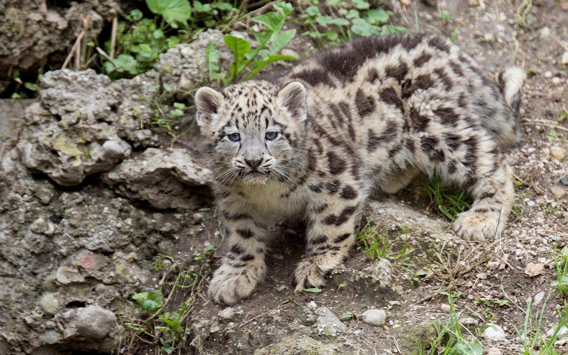 baby the beast leopard