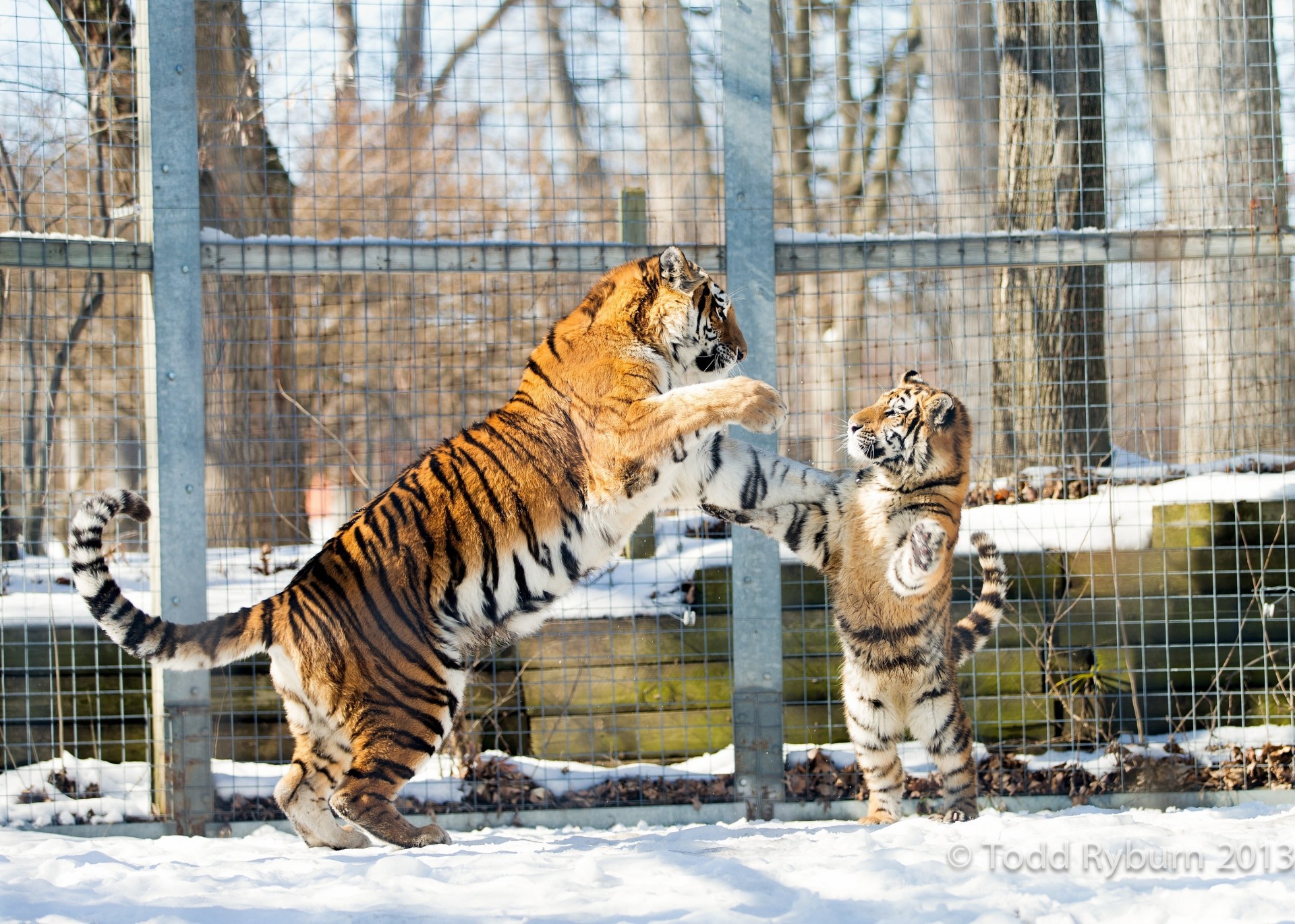 wildkatzen tiger baby hüte spiel tiger