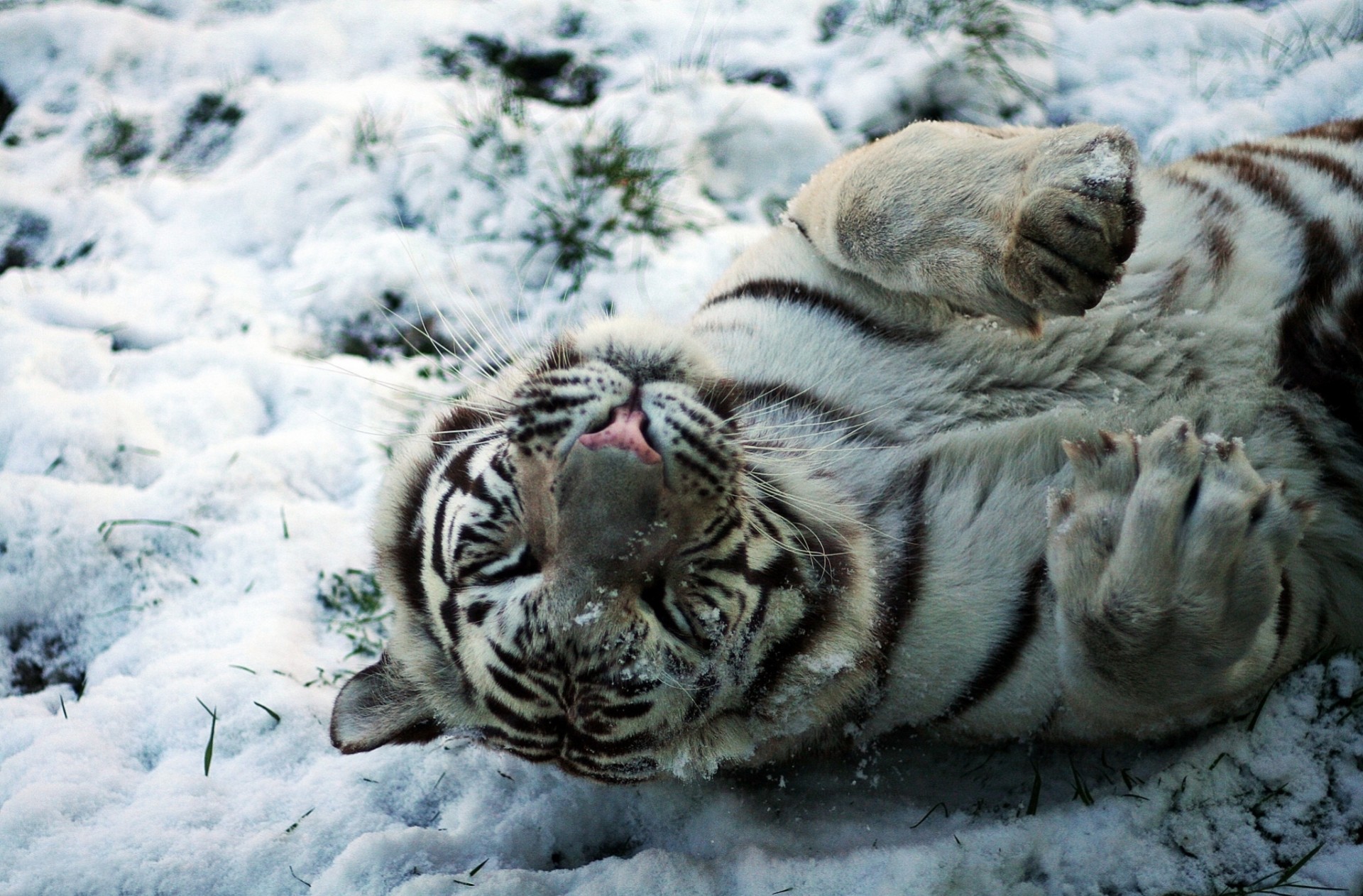 cub chat sauvage chapeaux blanc tigre