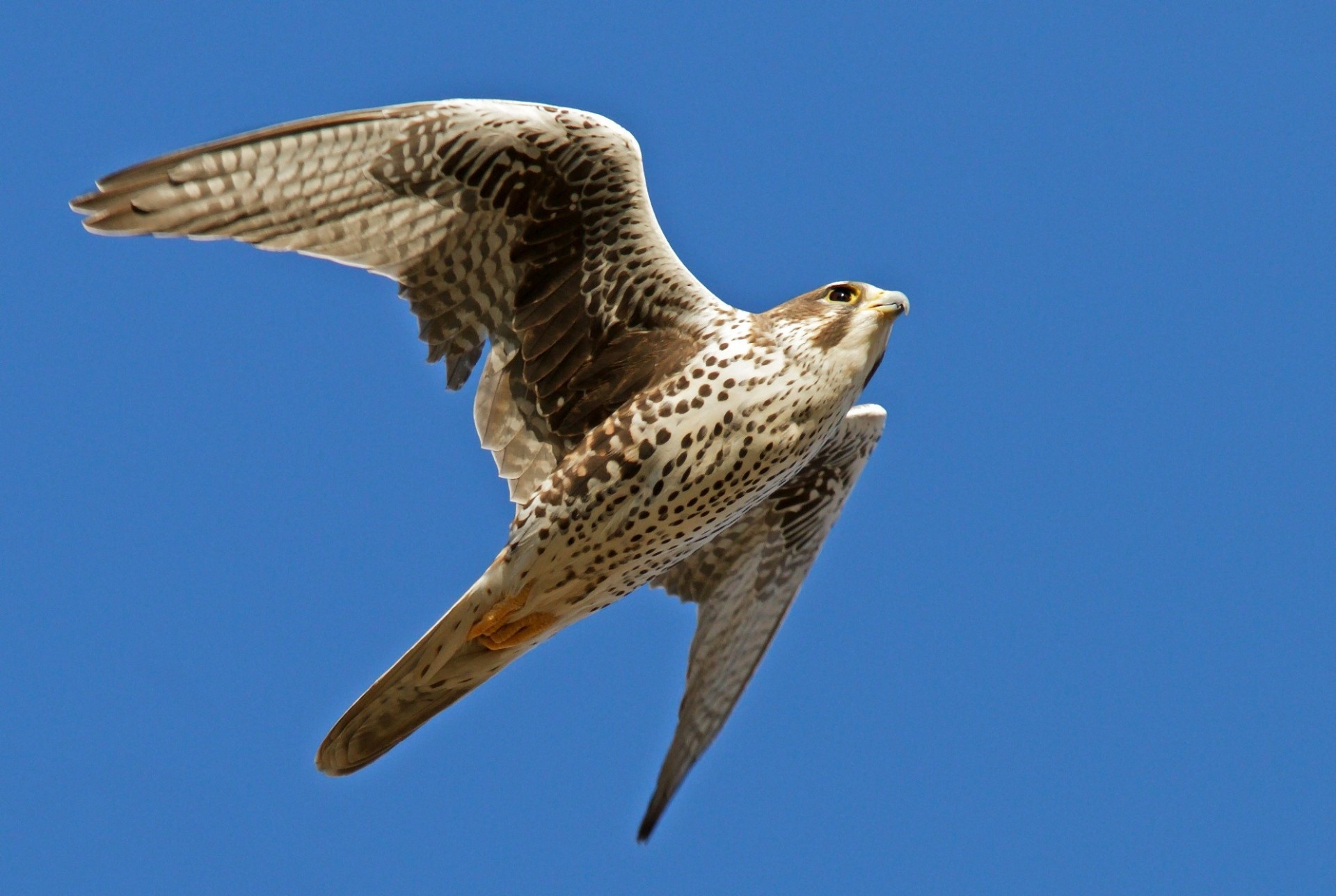 uccelli sfondo blu falco cielo ali sbattere