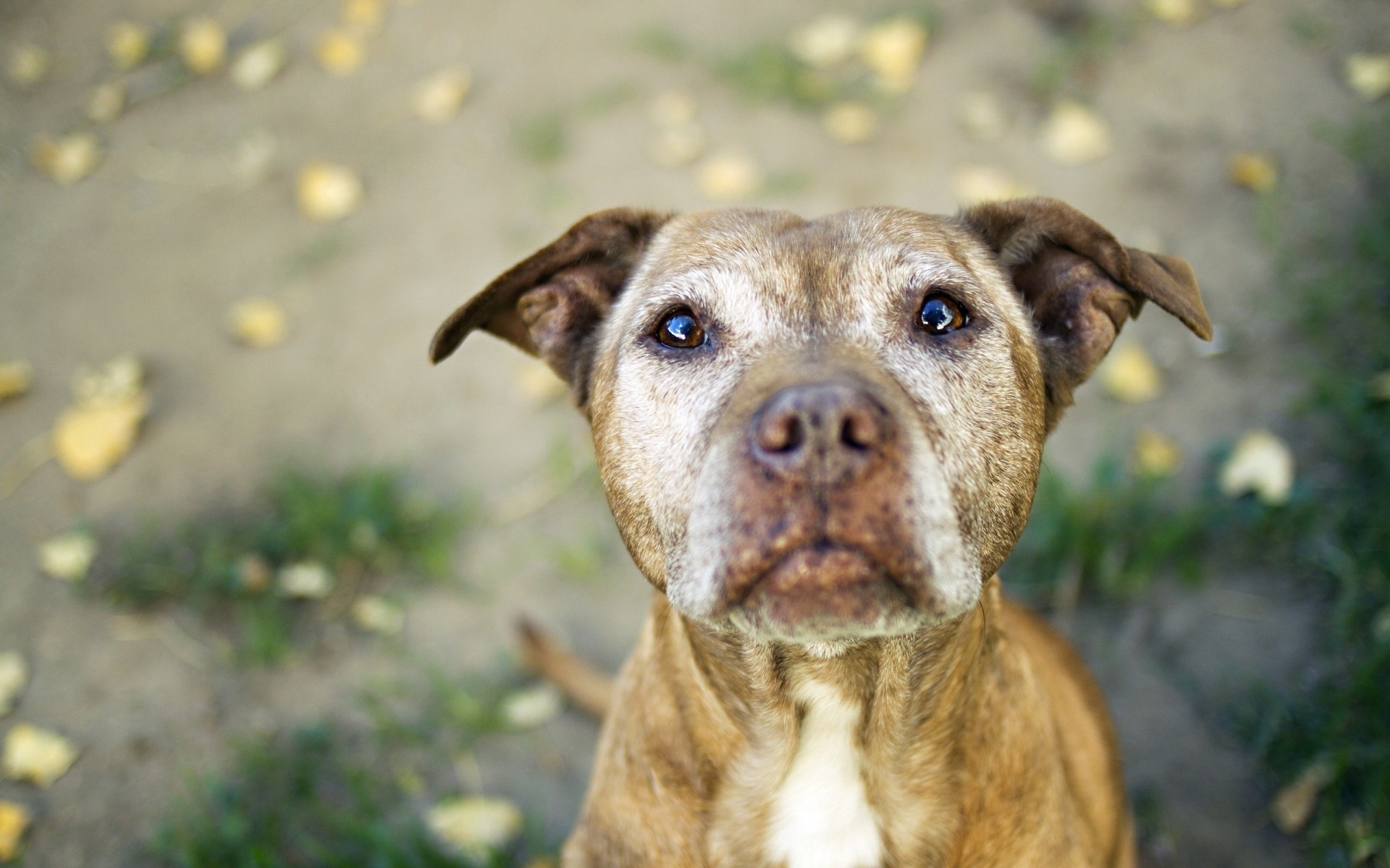 dog other teeth pitbull