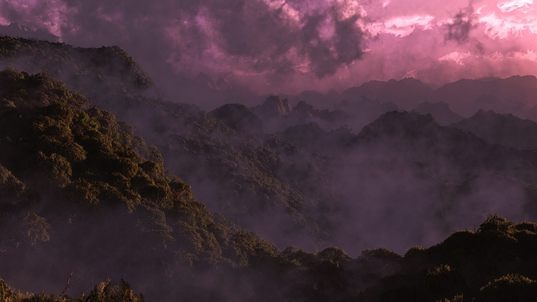 forest dawn clouds tropichechky forest fog