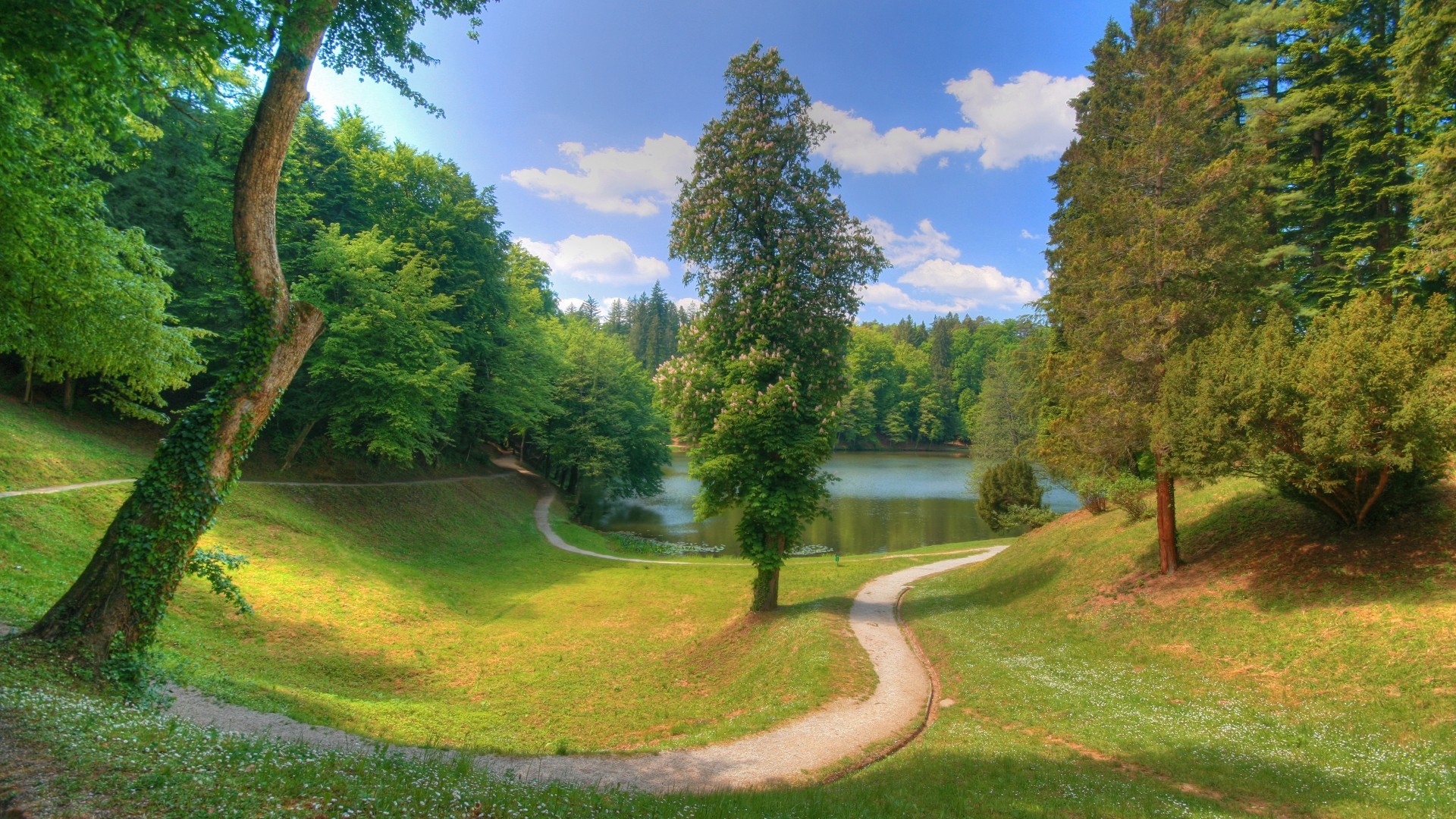 pond tree path cloud