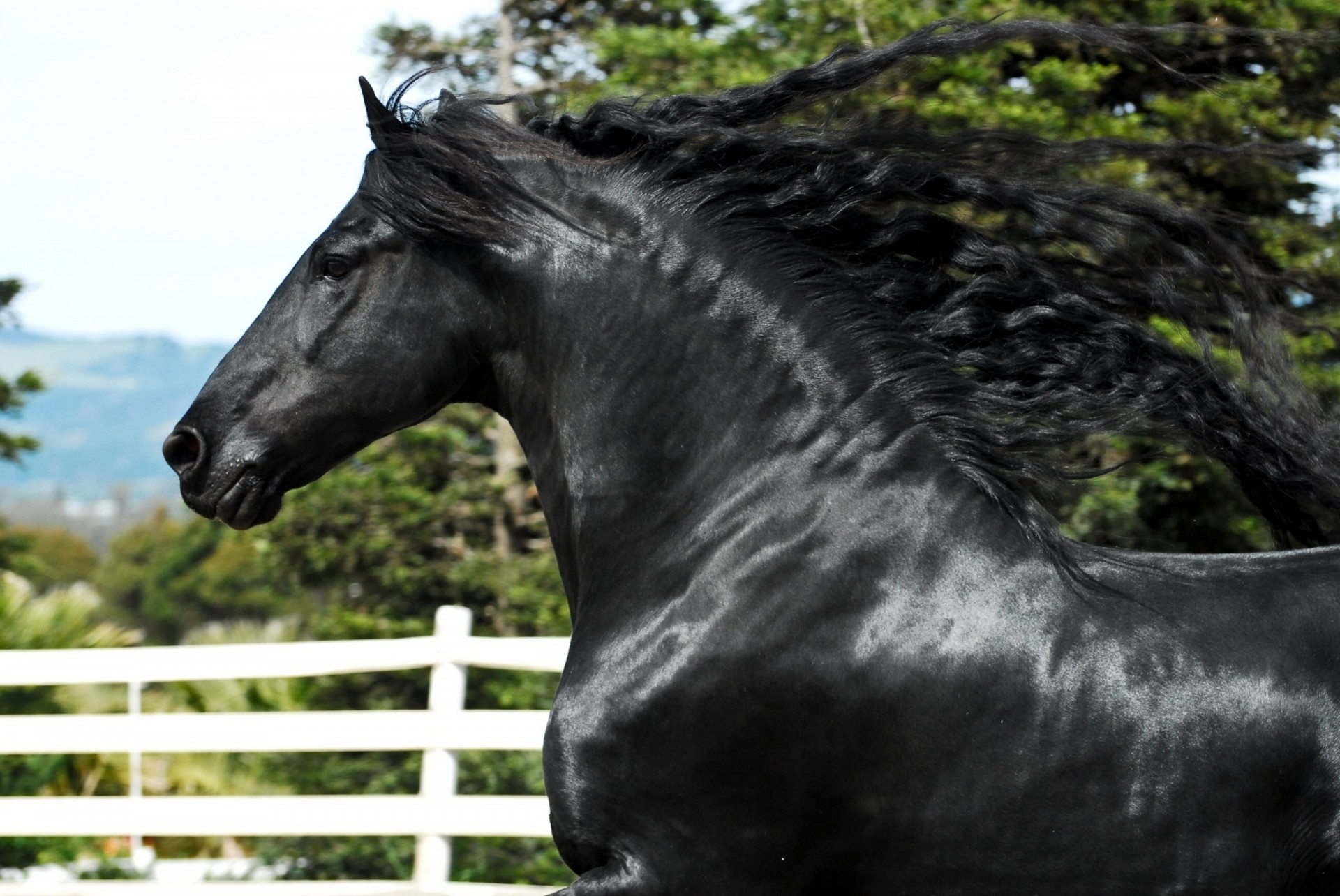 tallion horse mane