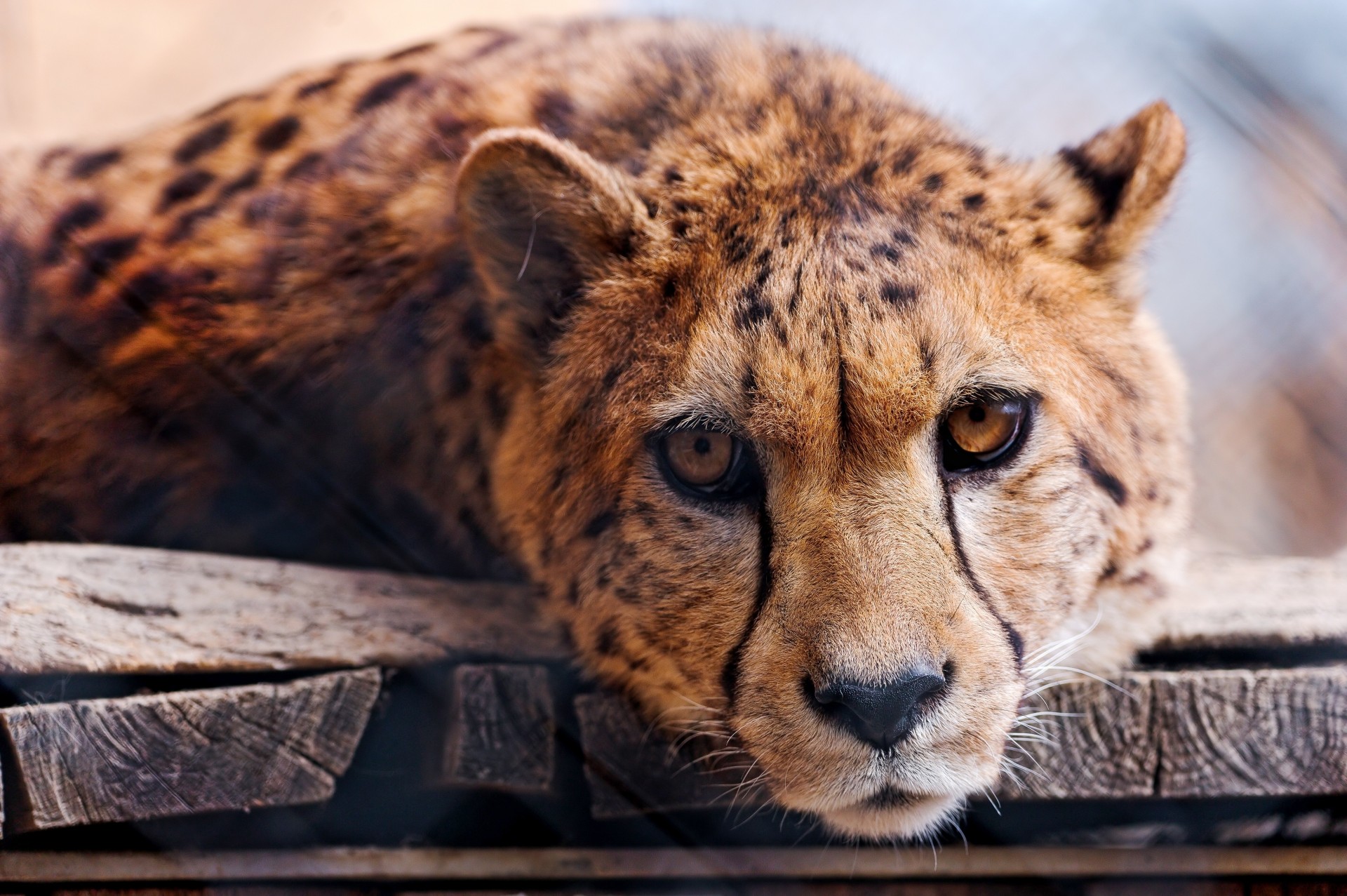 zähne gepard spezies raubtier