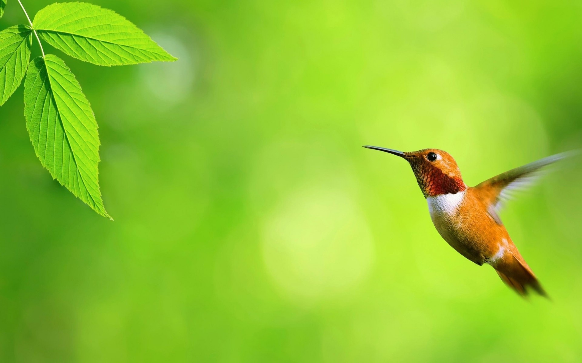 oiseaux balancement colibris