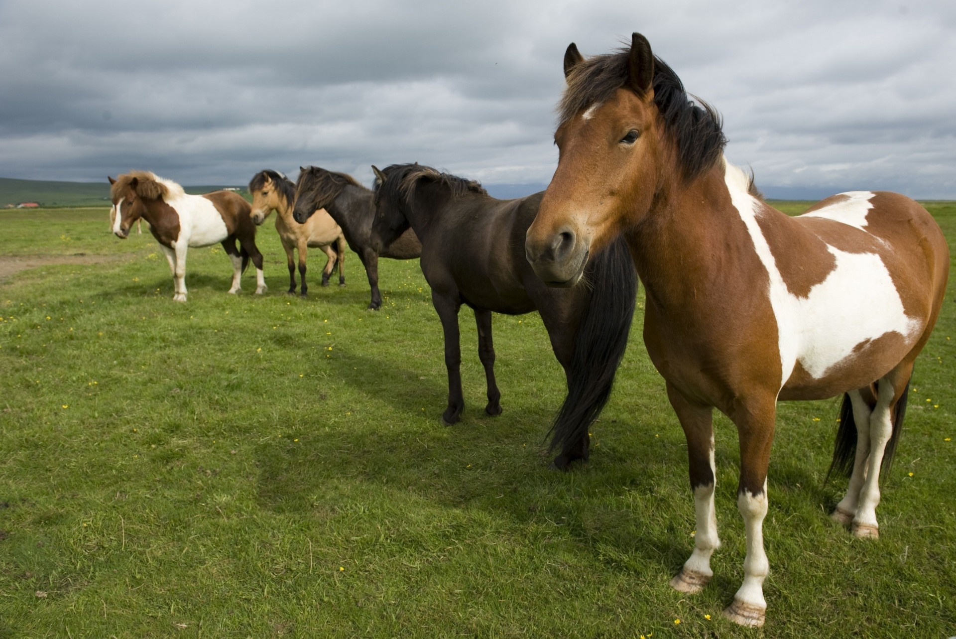 caballos manada hierba de pie