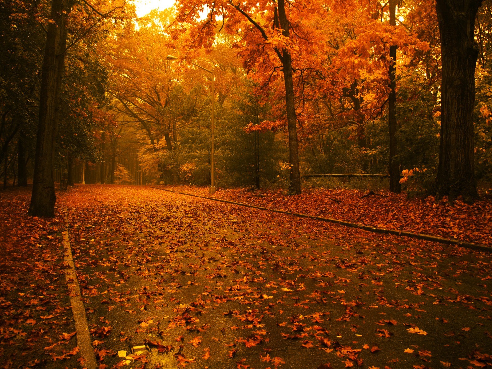 bäume herbst blätter straße