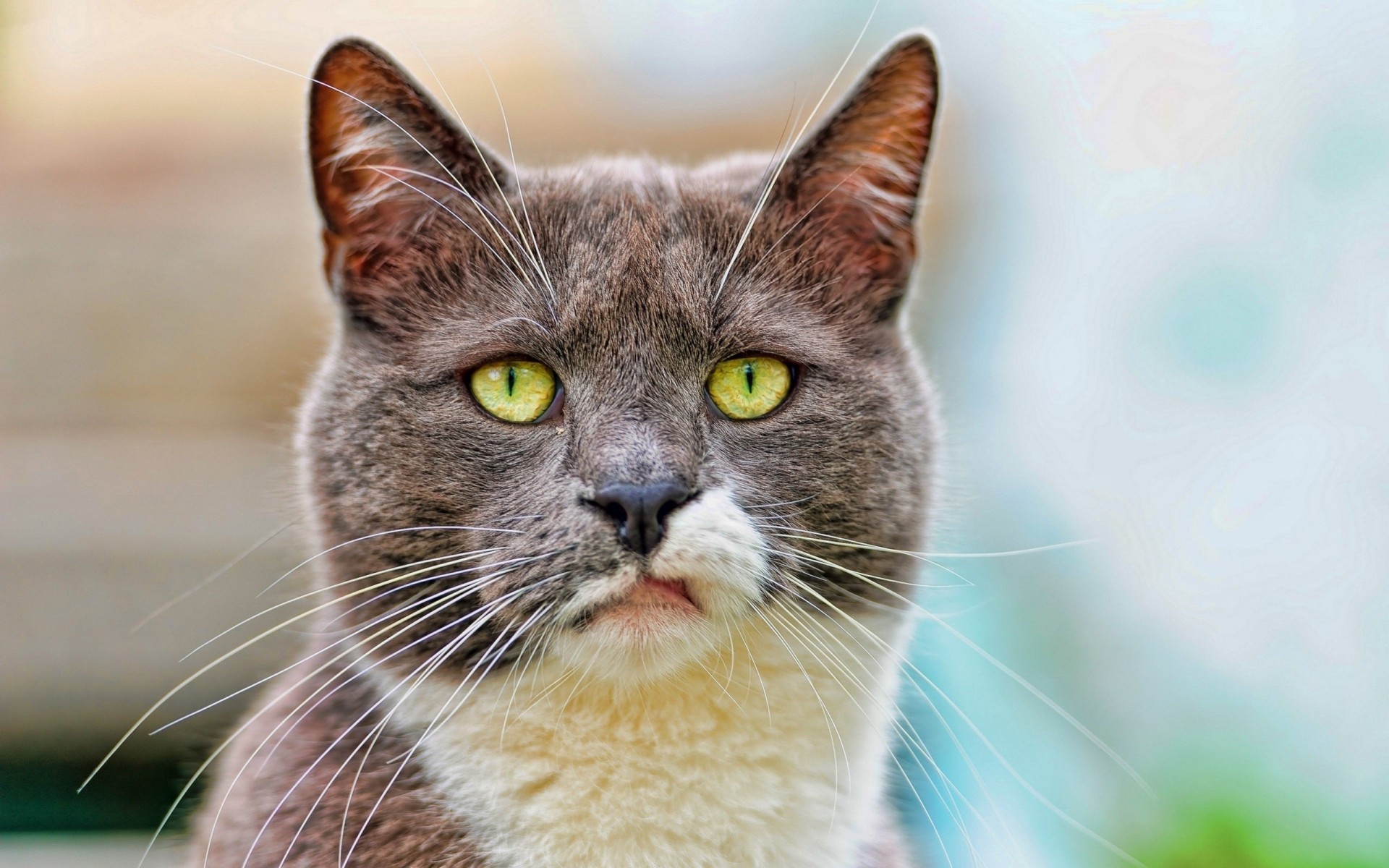 denti macchiato scontento gatto