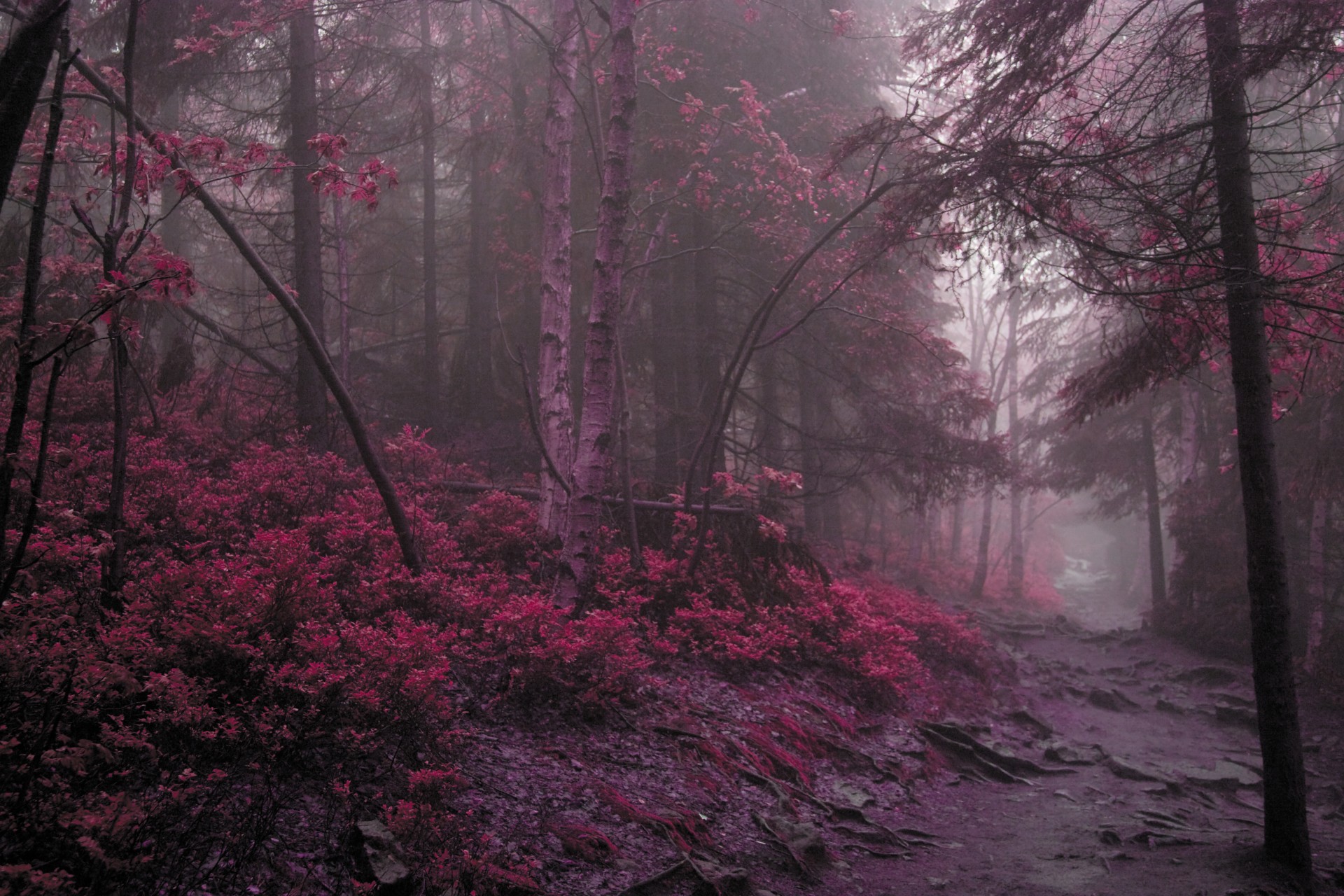 bosque camino púrpura