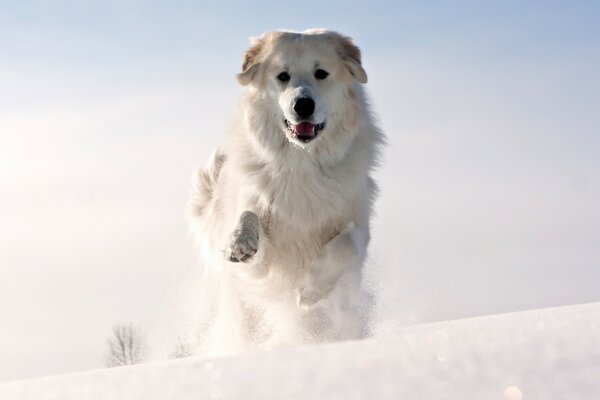 Photo chien blanc en hiver