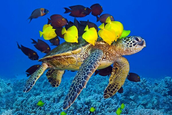 Nadando en el campamento de hermosos peces tortuga