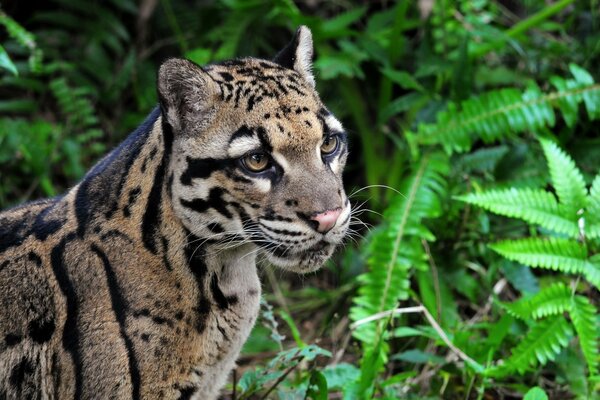 Very beautiful smoky leopard