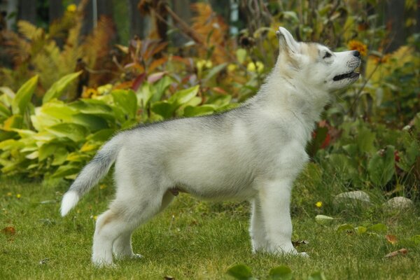 Pequeño y bonito cachorro Husky