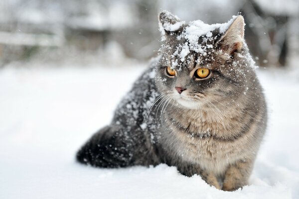 Snow. Winter. The cat is freezing