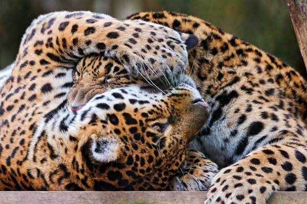 A pair of leopards play and bite