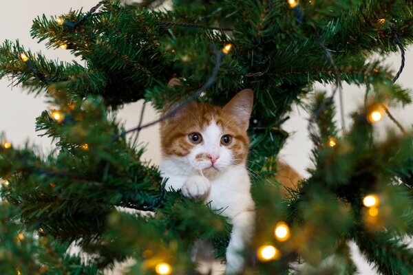 Chat multicolore se trouve sur une branche d arbre de Noël parmi les guirlandes