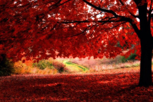 Forêt d automne avec des feuilles rouges