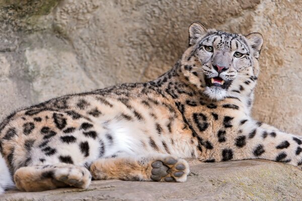 El leopardo yace en las rocas