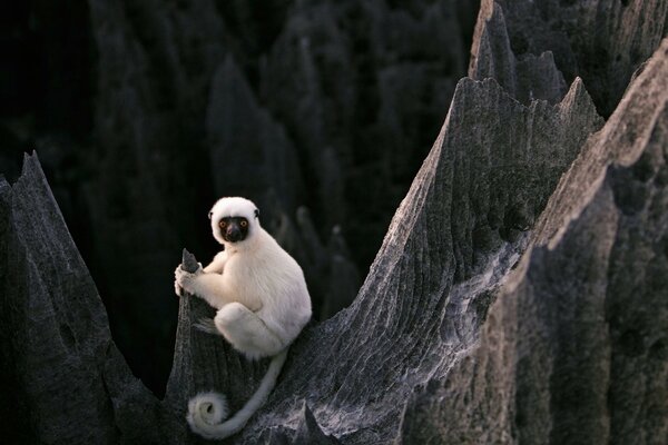 Lémur blanco sobre rocas negras