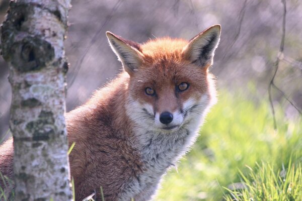 A red fox near a tree