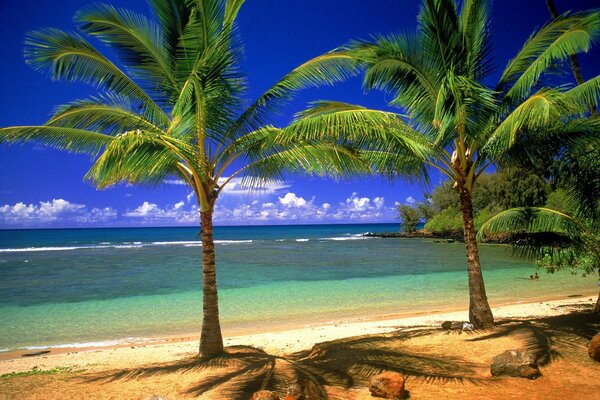 Palme sullo sfondo della spiaggia sabbiosa e del mare