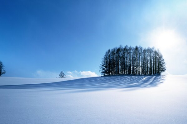 Gruppo di alberi in mezzo a una radura di neve