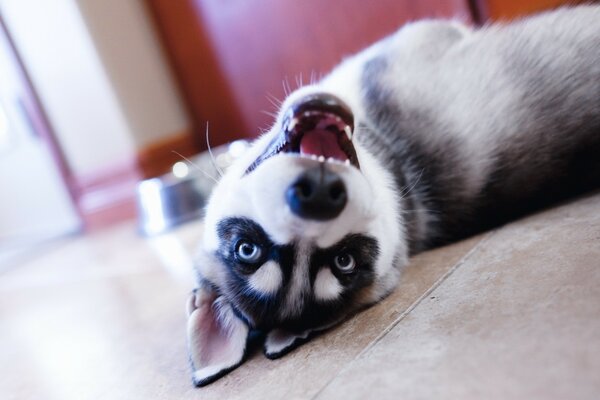 Cachorro Husky de ojos azules yace con la boca abierta