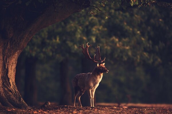 Deer in the forest near a big tree