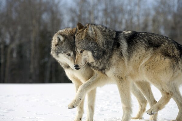 Un par de lobos en la nieve