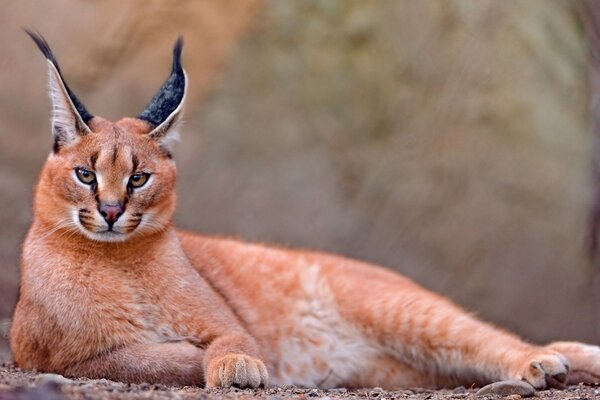 Belle Caracal sur fond de nature