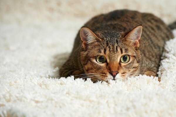 Nascosto sul tappeto. Gatto furbo