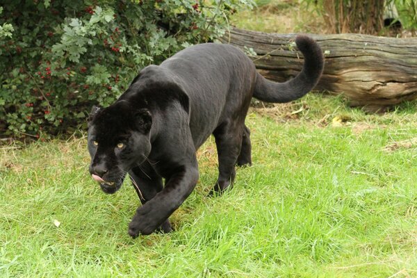 Wildkatze jagt im Wald