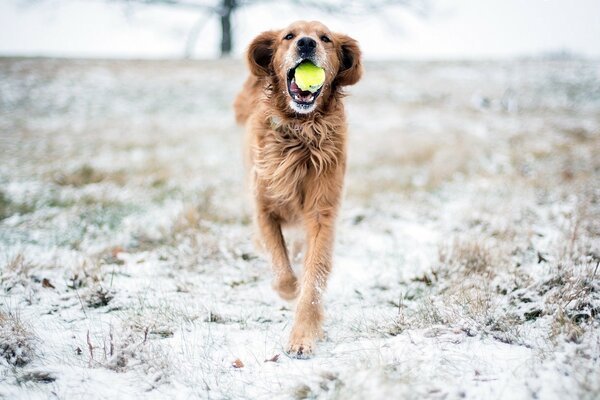 Im Winter macht es Spaß, mit dem Gastgeber zu spielen