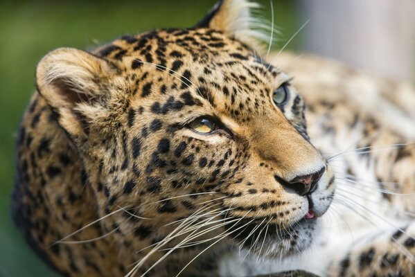 Hermosa imagen de un leopardo reclinado