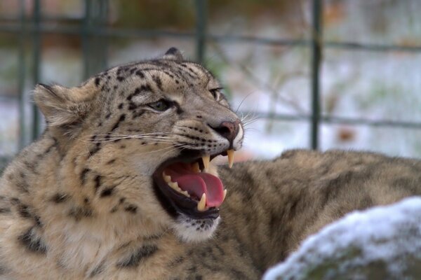 Ein Leopard durchforstet und zeigt Zähne