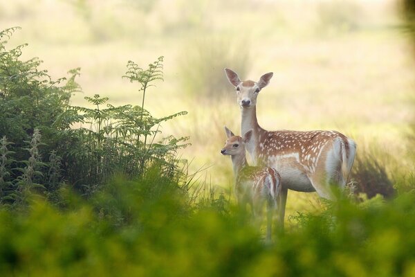 Cerf et cerf dans la nature