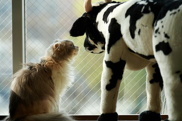 Mucca e gatto che guardano fuori dalla finestra