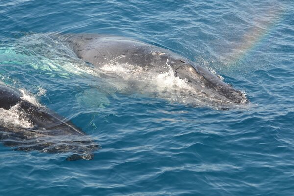 Dolphins in the waves of Australia