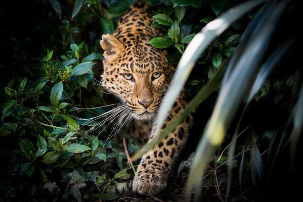 Ein Leopard sitzt in einem Hinterhalt im Dickicht