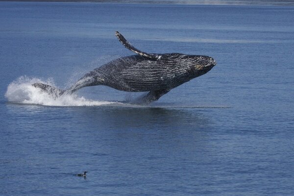 In Alaska fliegen Fische über das Wasser