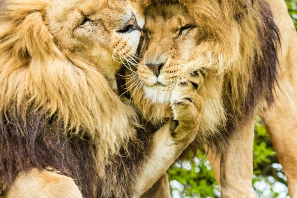 Löwen mit zottigen Mähnen umarmen sich