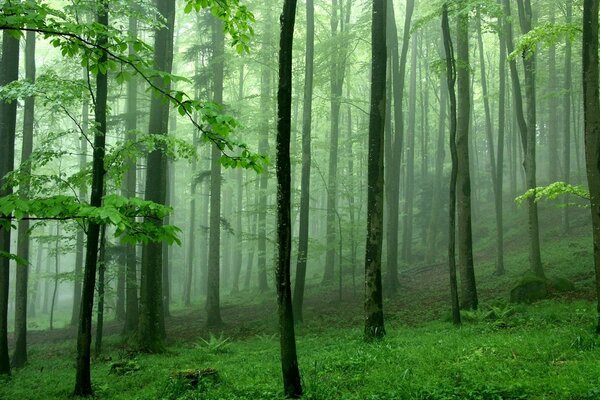 Green trees in a misty forest