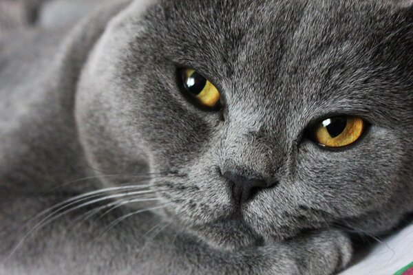 Smoky yellow-eyed sly man photo