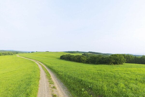 Der Weg, der in die Ferne inmitten eines grünen Feldes führt