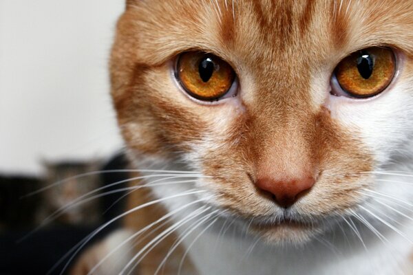 A red-haired cat with brown eyes looks at the camera